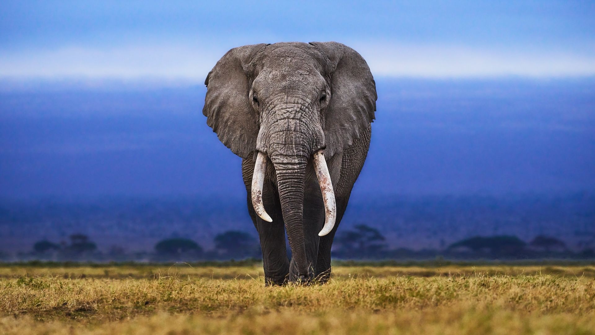 african elephant african elephant