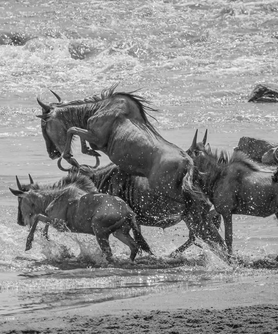 destination kenya destination kenya