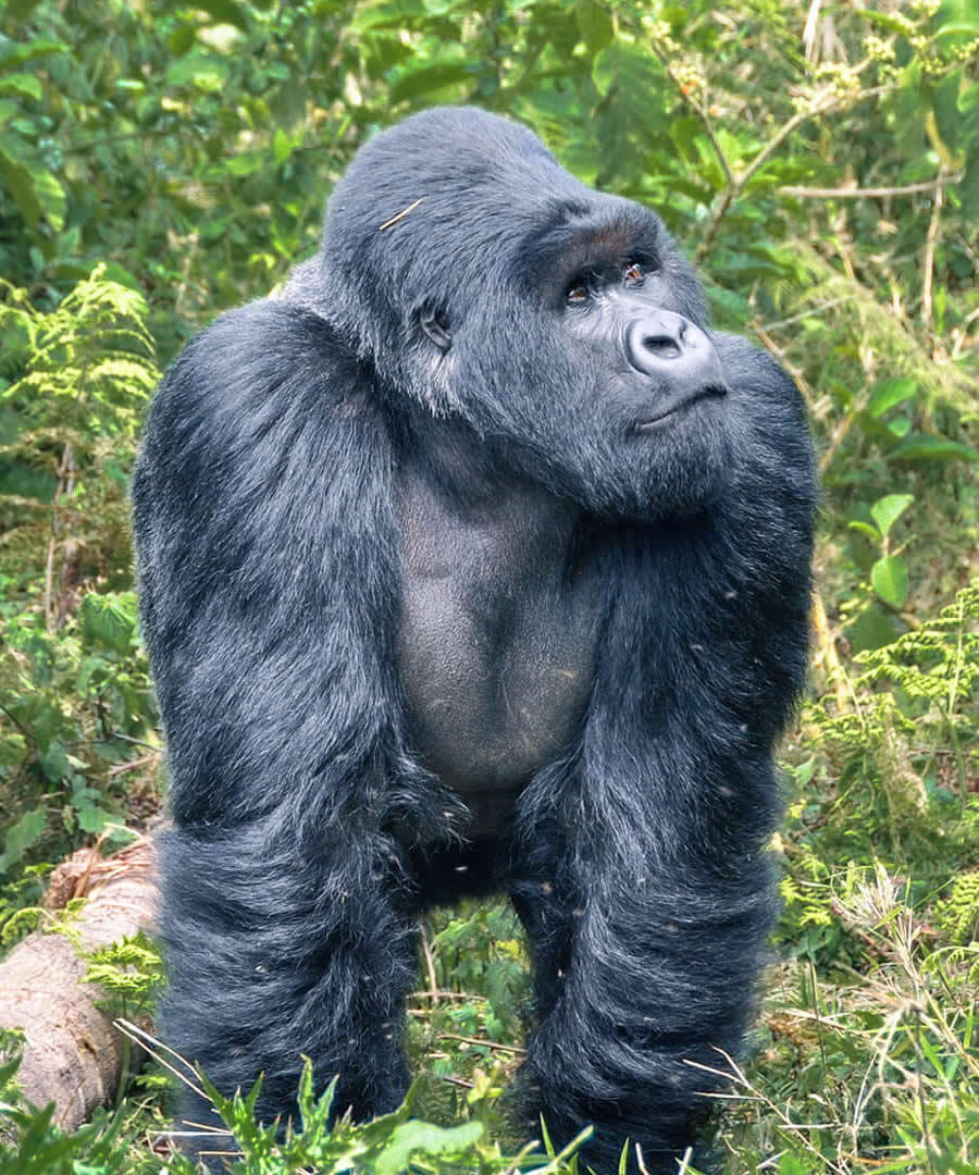 destination rwanda destination rwanda