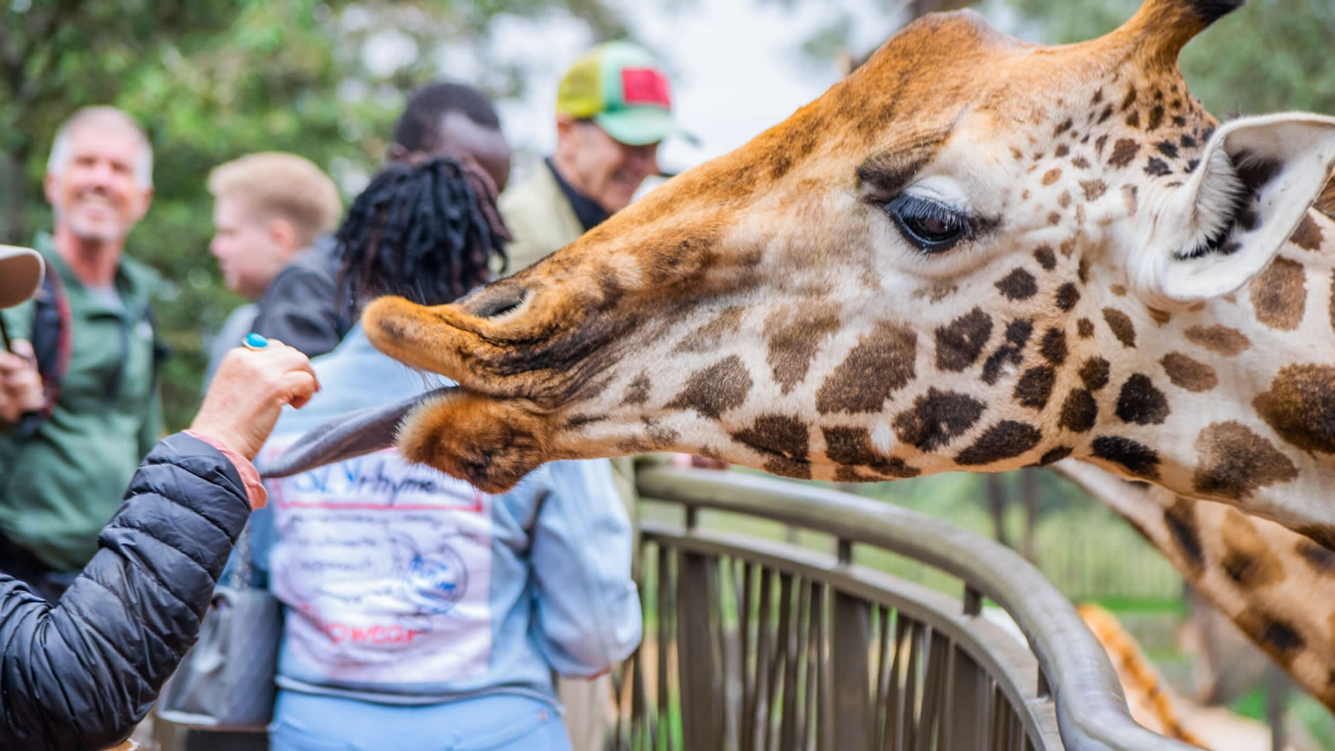 Giraffe Center Nairobi
