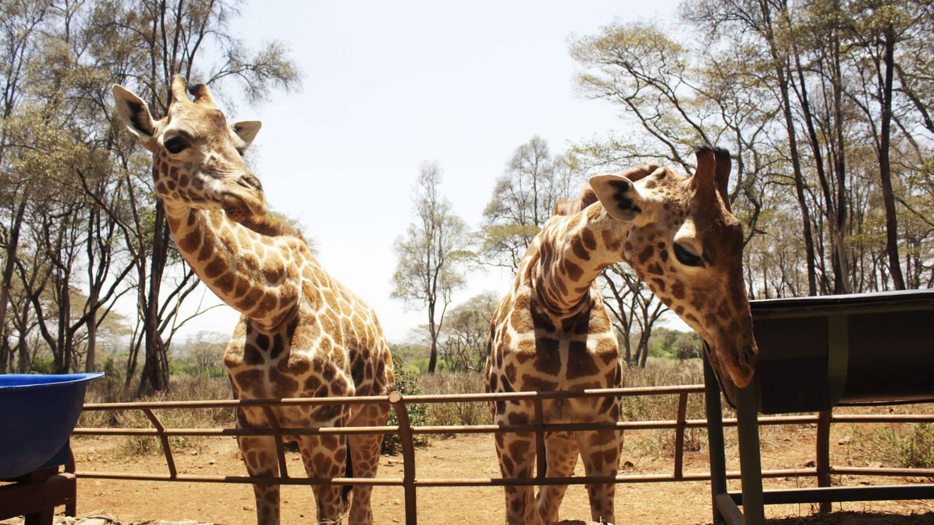 Giraffe Center Nairobi