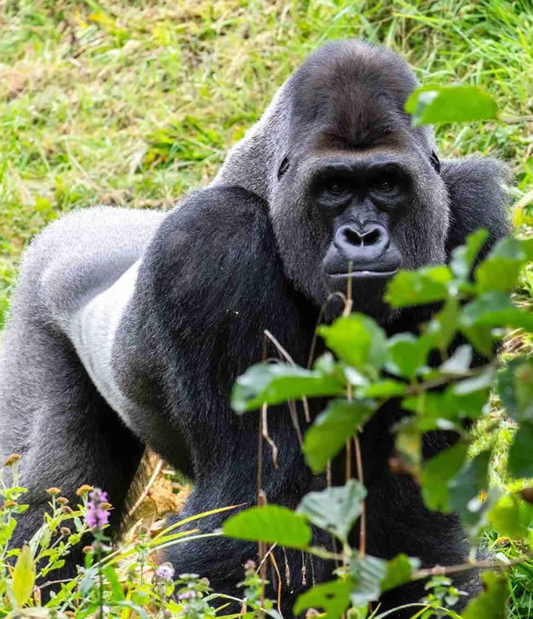 great apes expeditions great apes expeditions