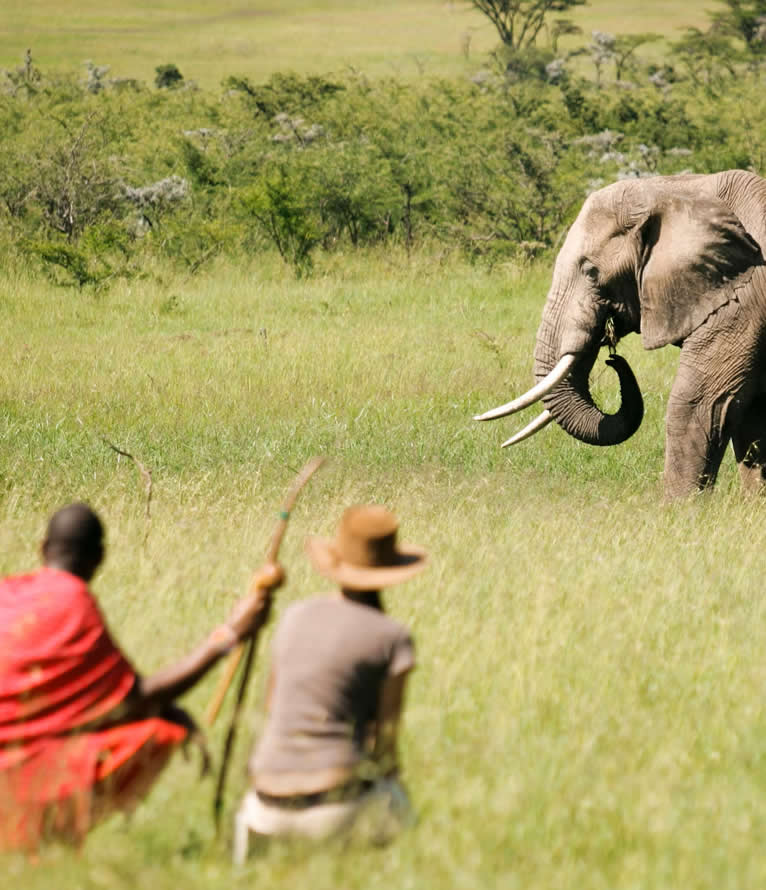 walking safaris walking safaris
